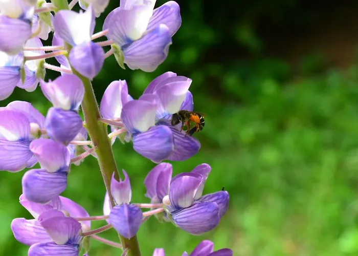 Altitude 1057 Alpehytte Chamonix