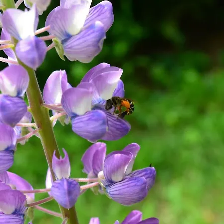 Altitude 1057 Alpesi faház Chamonix